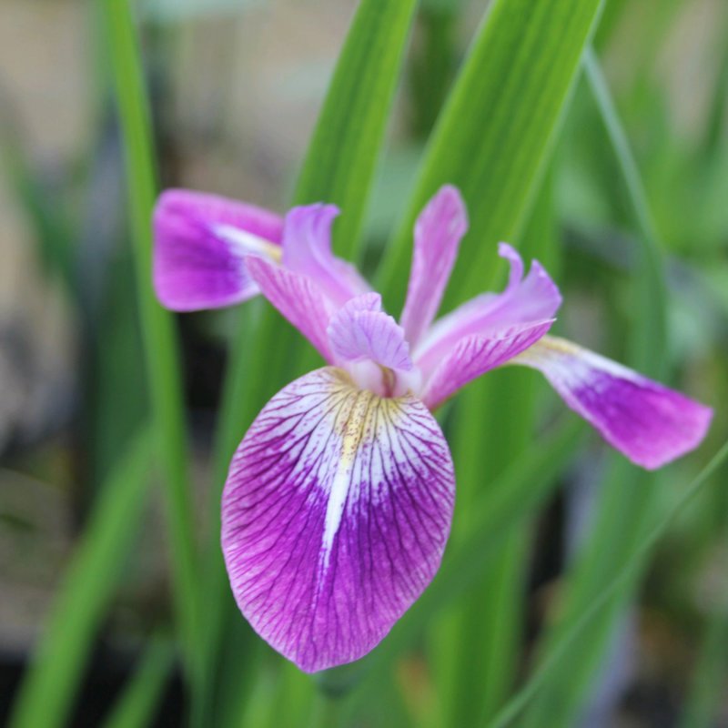 Iris versicolor _Kermesina