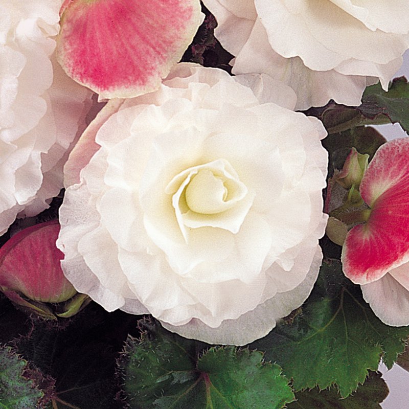 BEDDSUMM‘Nonstop® Apple Blossom’_Bloom
