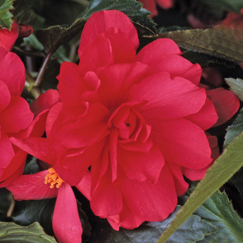 BEDDSUMM Begonia Illumination Rose