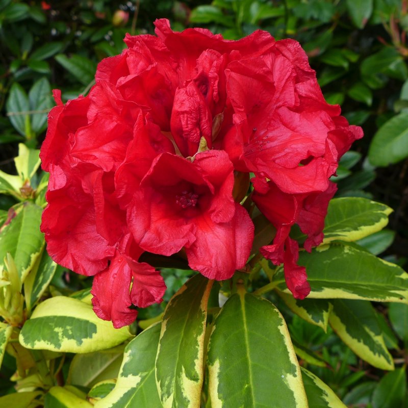 RHODO Dwarf Red and Gold LARGE