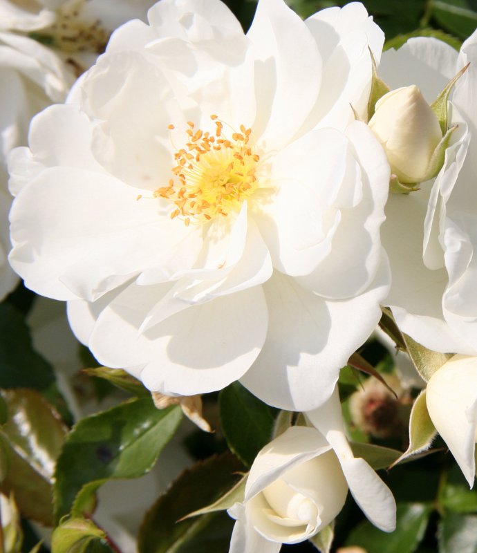 Rosa Flower Carpet White