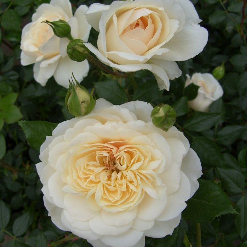 ROSEQueens Jubilee Rose (Beajubilee, Modern Classic Shrub)
