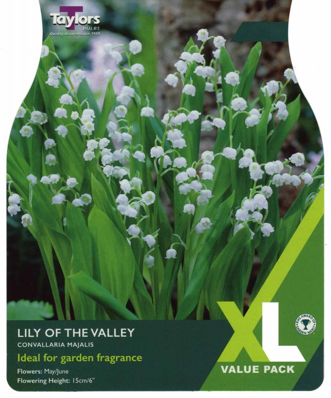 XL585 Lily of the Valley