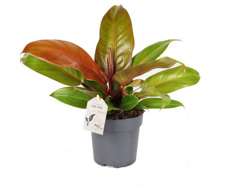 HOUSE Philodendron Prince of Orange - 436675