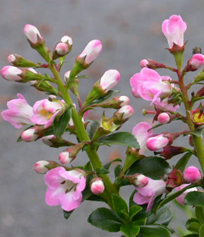 SHRUBEscallonia Apple Blossom