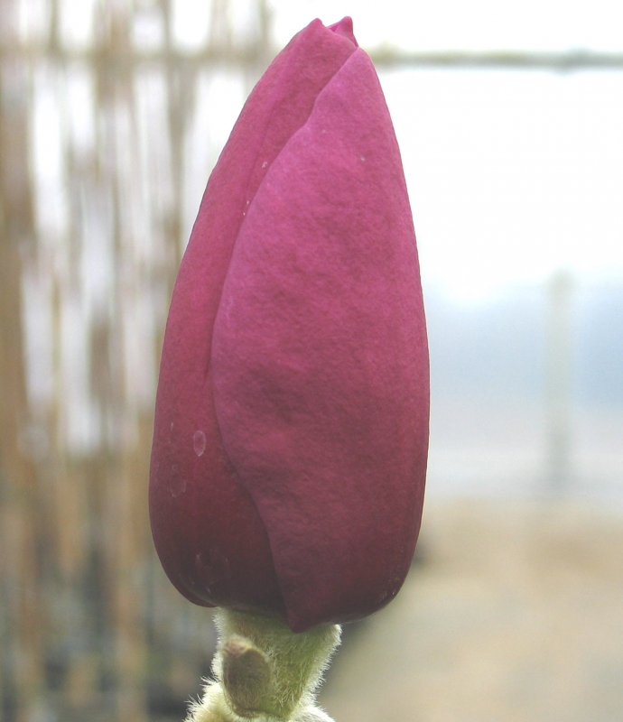 MAGNOLIA Black Tulip 1