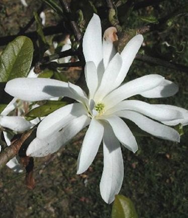 MagnoliaStellata