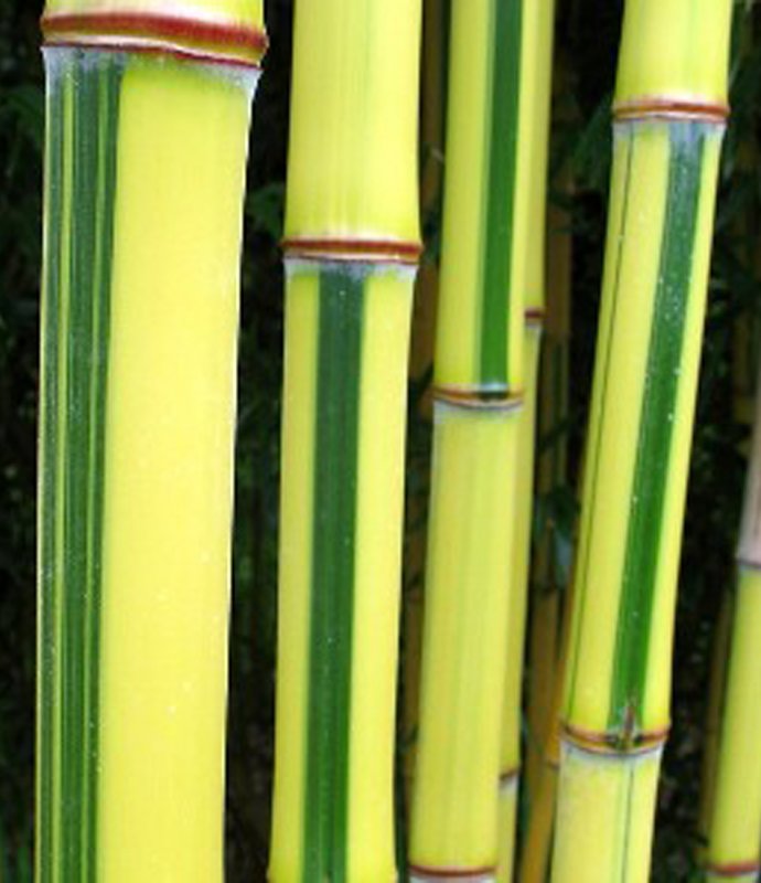 BambooPhyllostachysSpectabilis