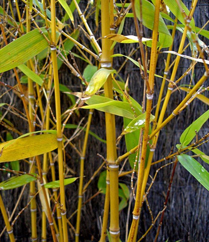 BambooPhyllostachysAureus