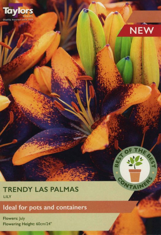 SBOB15 Lily Trendy Las Palmas