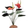 KOMODO Anthurium Bush 29cm KOMODO Anthurium Bush 29cm