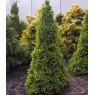 Picea glauca var. 'Albertina conica'  3L Picea glauca var. 'Albertina conica'  3L