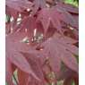 Acer palmatum 'Bloodgood'   3L Acer palmatum 'Bloodgood'   3L