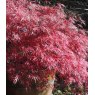 Acer palmatum var. dissectum 'Firecracker'   3L Acer palmatum var. dissectum 'Firecracker'   3L