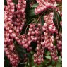Pieris japonica 'Katsura'   2L Pieris japonica 'Katsura'   2L