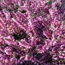 SUMMER HEATHER Calluna vulgaris 'Red Favorit'   1L SUMMER HEATHER Calluna vulgaris 'Red Favorit'   1L