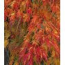 Acer palmatum var. dissectum 'Seiryu'   3L Acer palmatum var. dissectum 'Seiryu'   3L