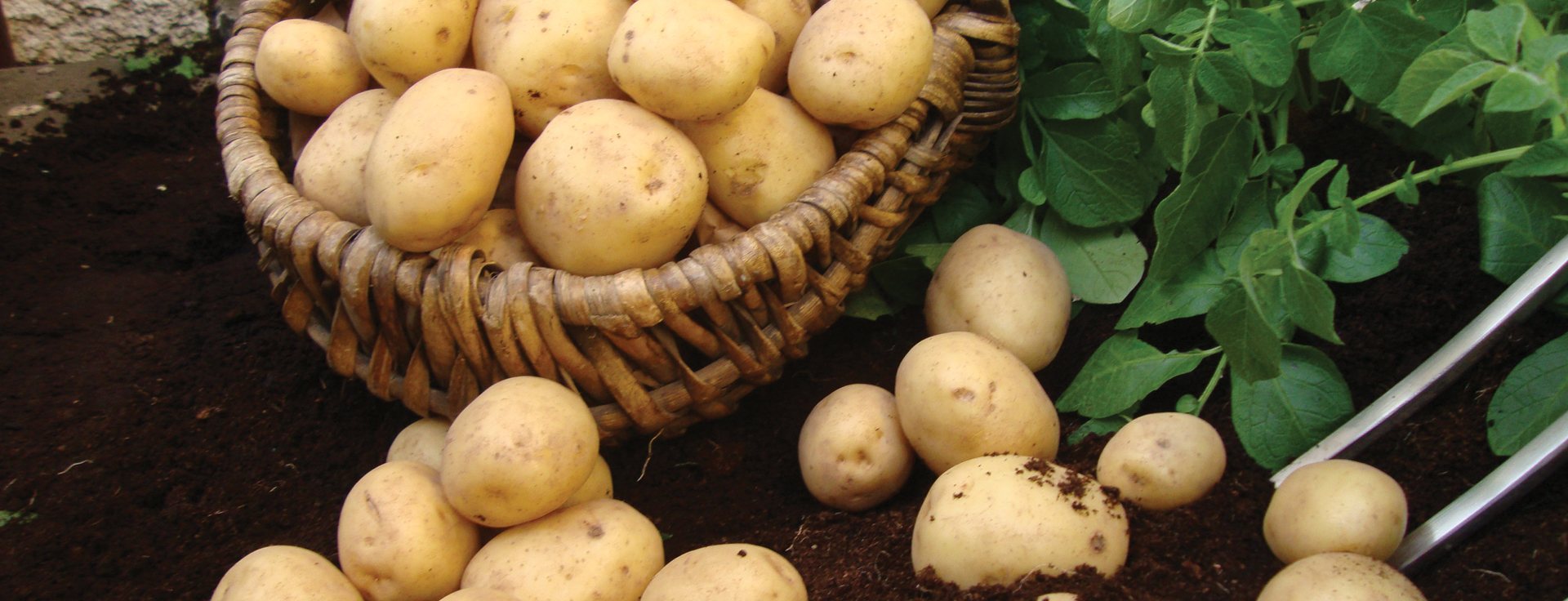 Seed potatoes now in
