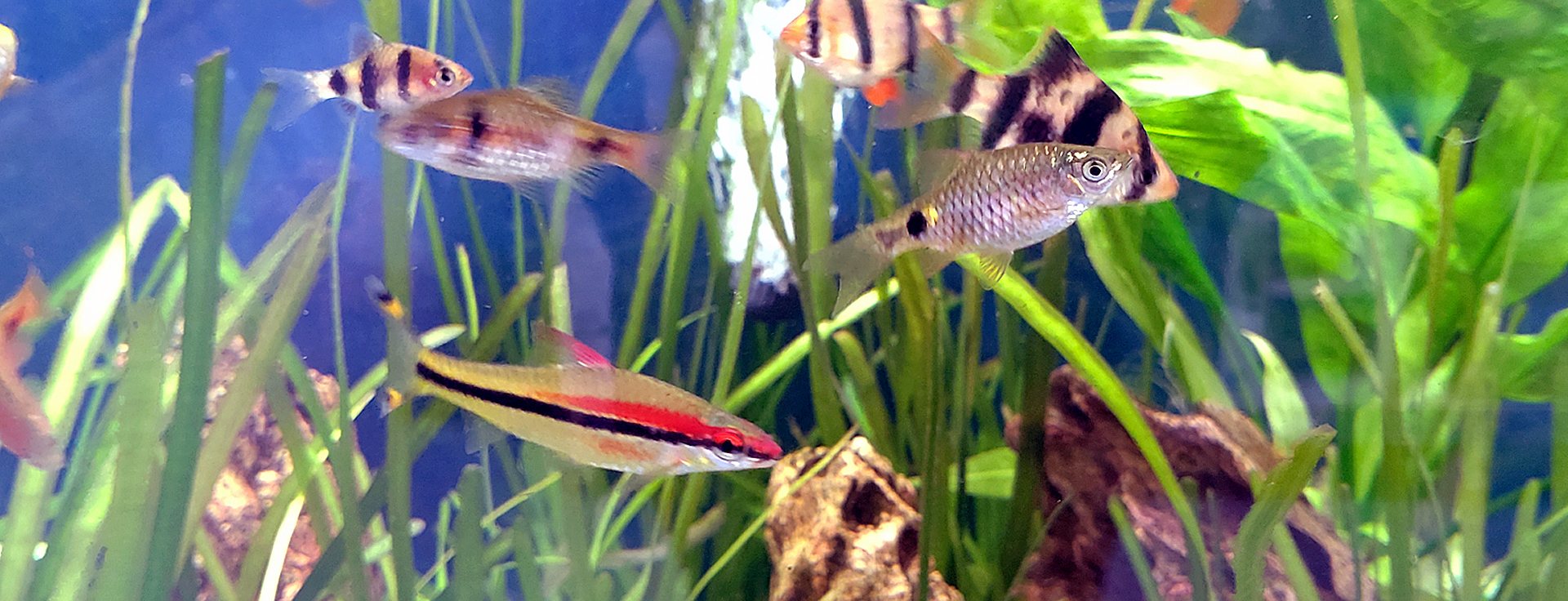 Wide range of tropical fish