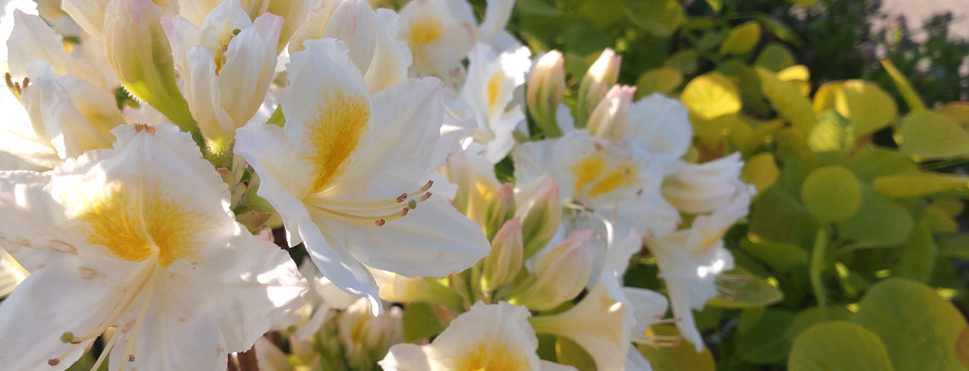 Flowering shrubs