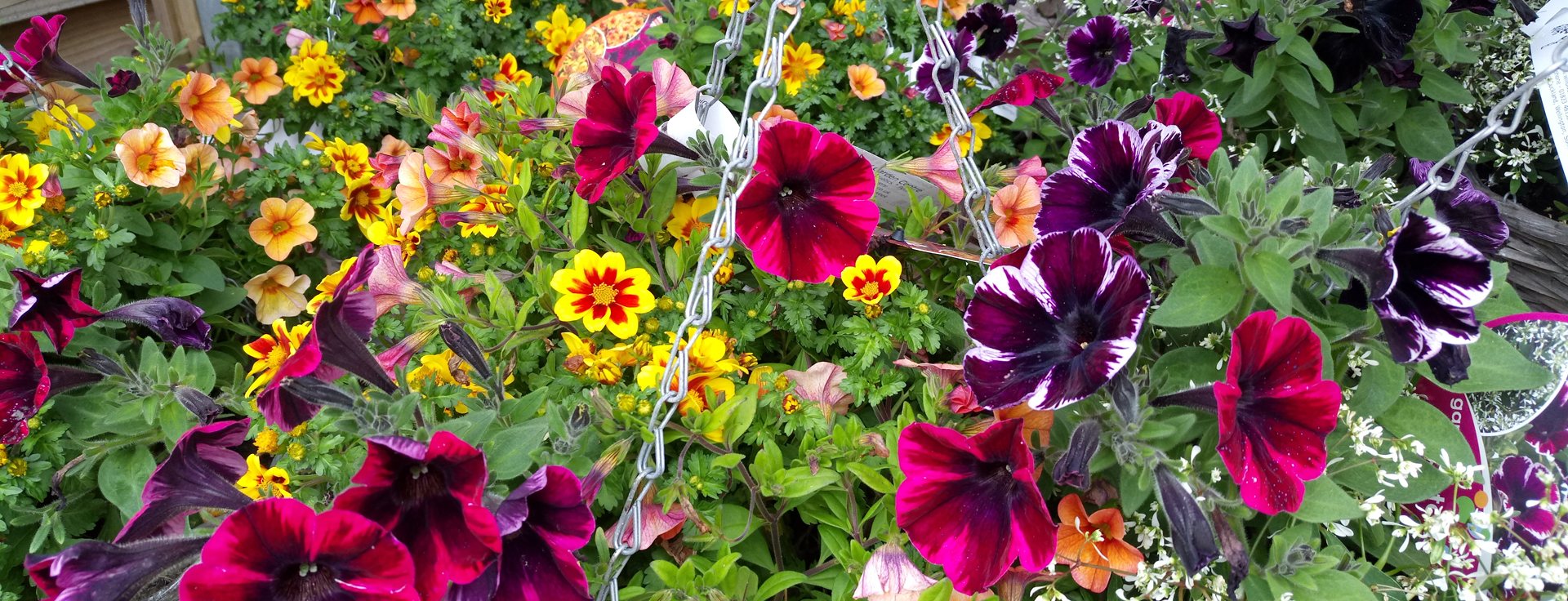Hanging Baskets