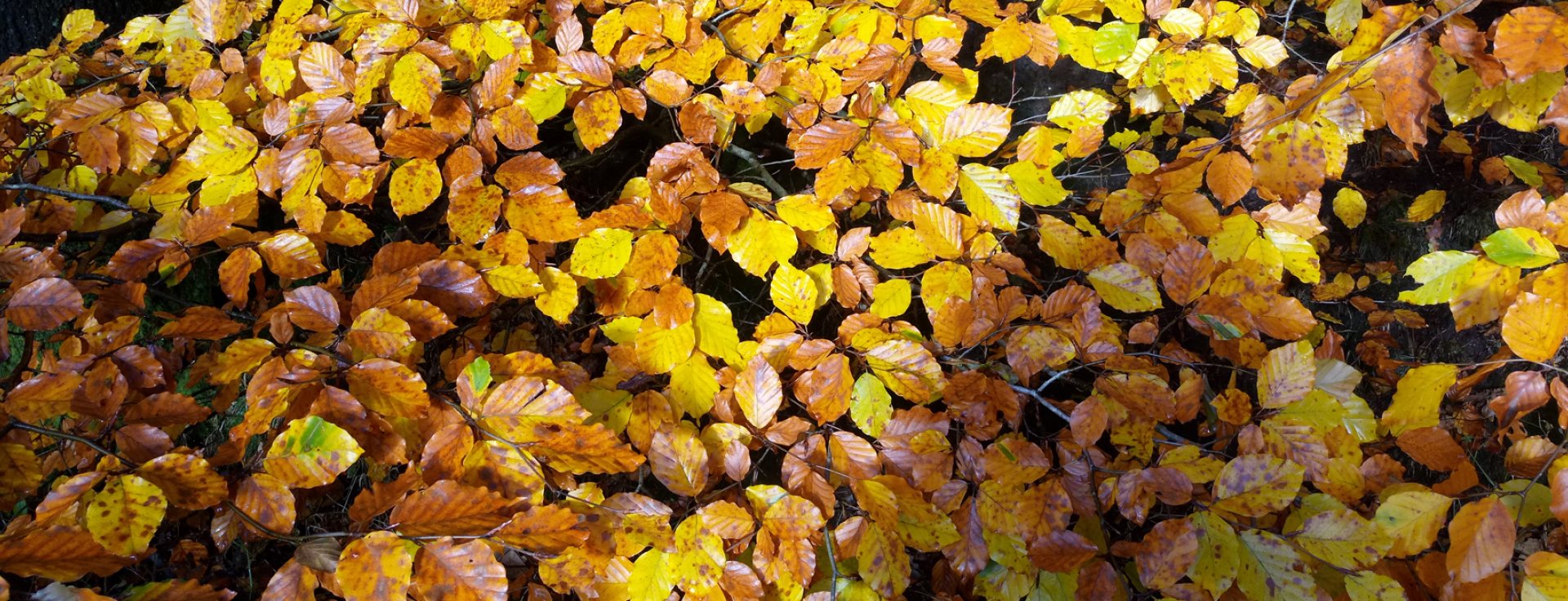 Hedging Time