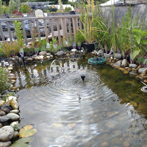 Pond
