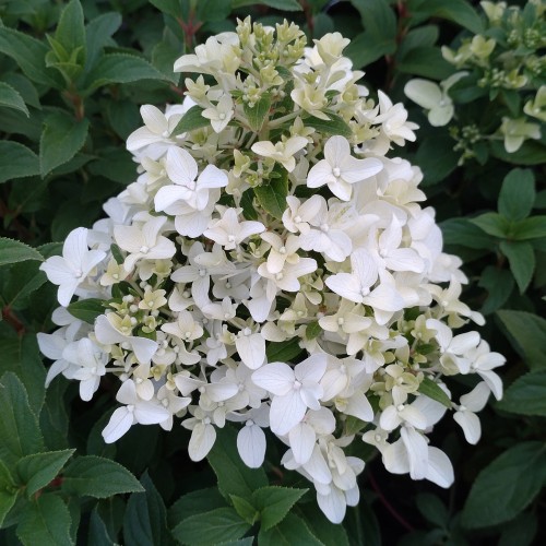 A-Z Shrubs