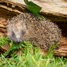 Hedgehogs