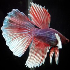 Siamese Fighting Fish