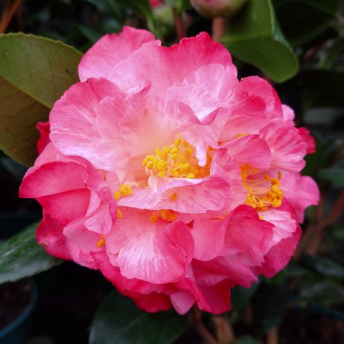 Camellias