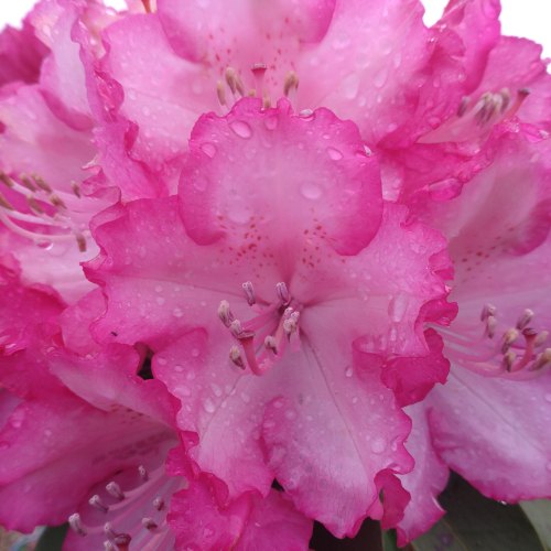 Rhododendrons