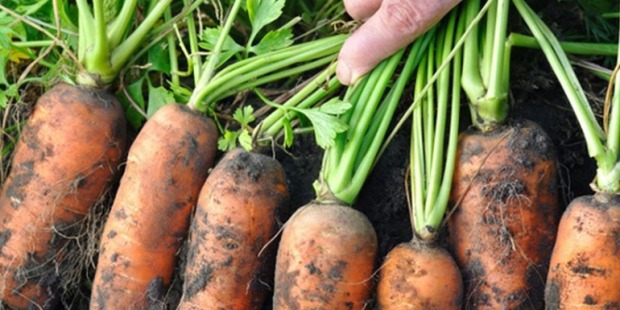 15 gardening tips for August