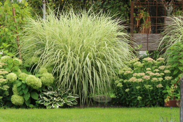 15 gardening tips for September