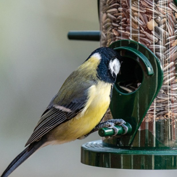 6 ways to attract birds to your garden