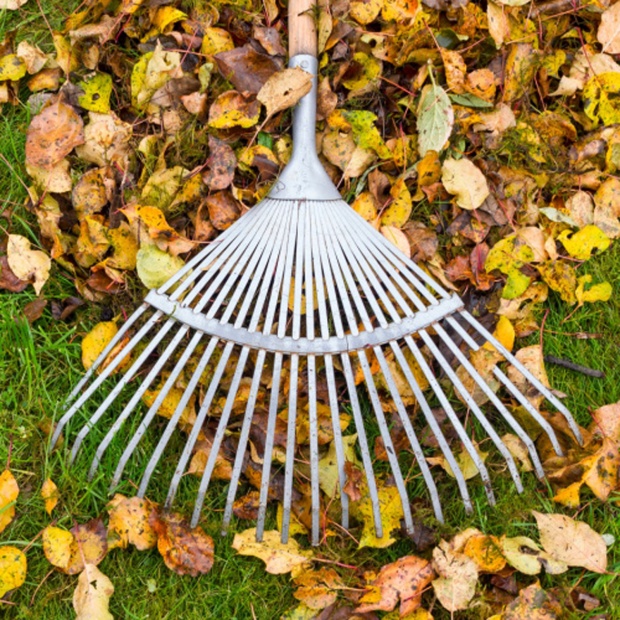 6 top Autumn lawn care tips