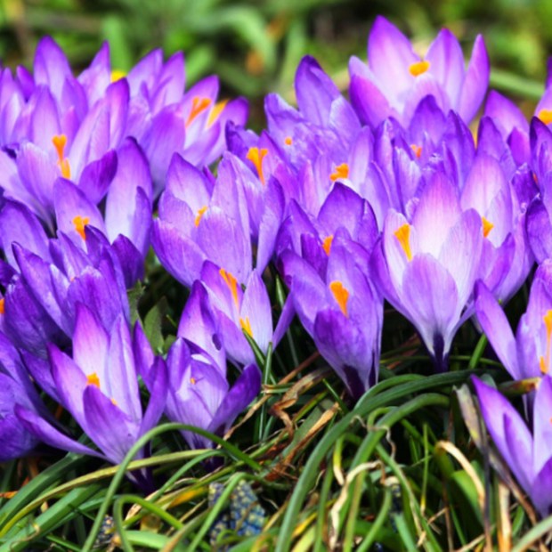 Its time to plant spring bulbs