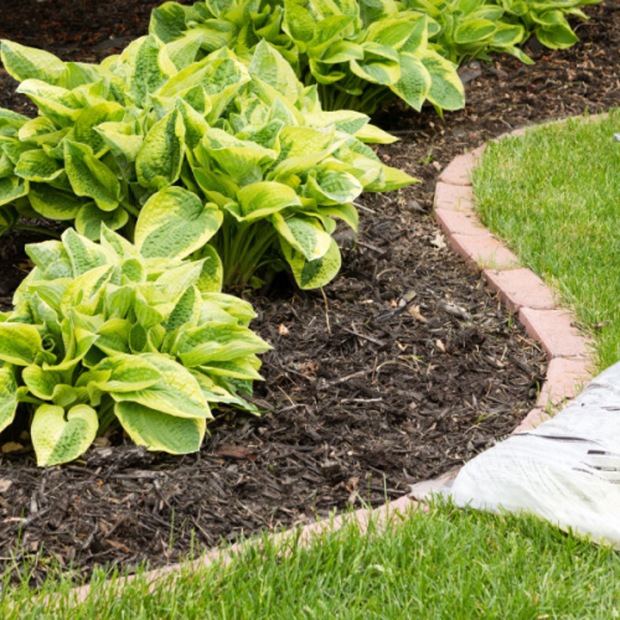 Why mulching works and how to do it