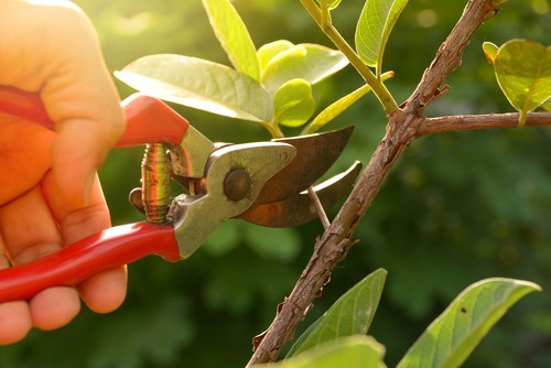 What to do in the garden in April?