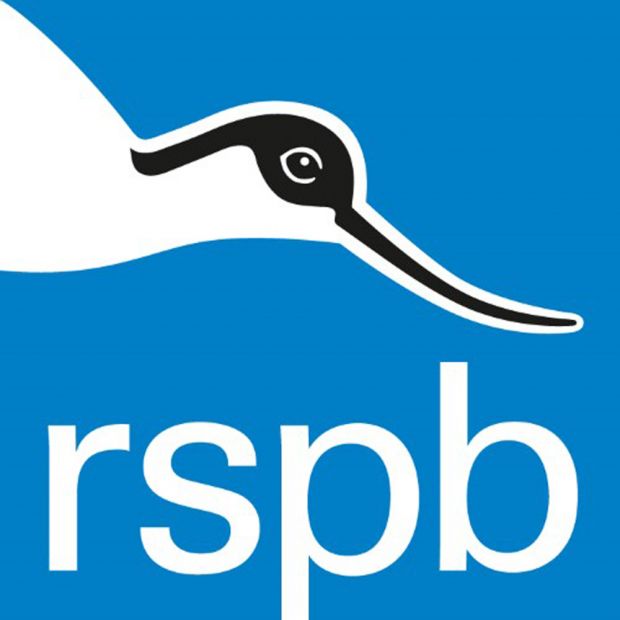 The RSPB Big Garden Watch 2020