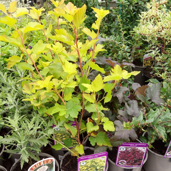 1L Shrub Offer