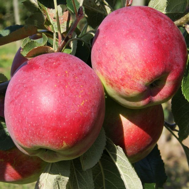 How to harvest and store apples