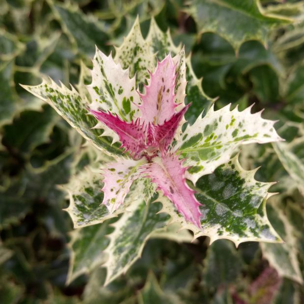 Time to prune perennials, roses and fruit trees