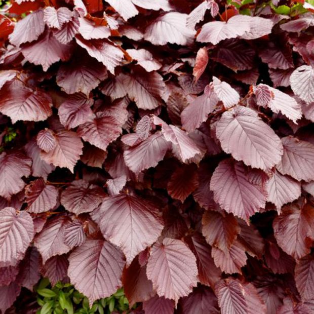 Planting a deciduous hedge