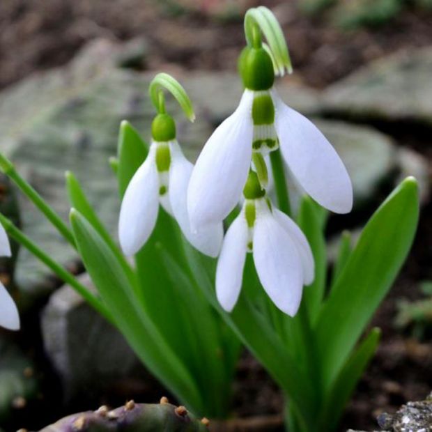 Top 15 gardening tips for February