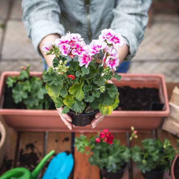 15 Garden Tips for May