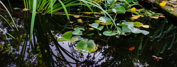 Maintain a thriving pond