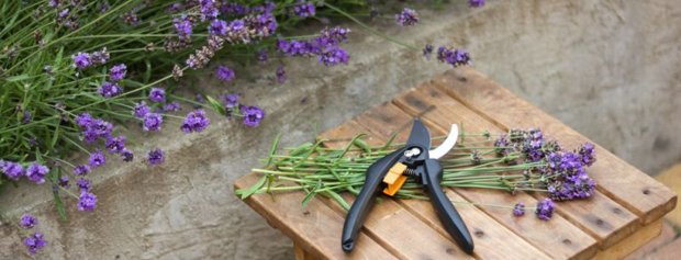 15 Gardening tips for August