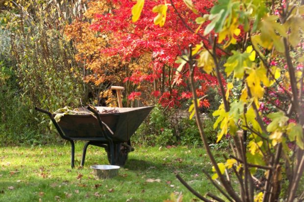 15 garden tips for November