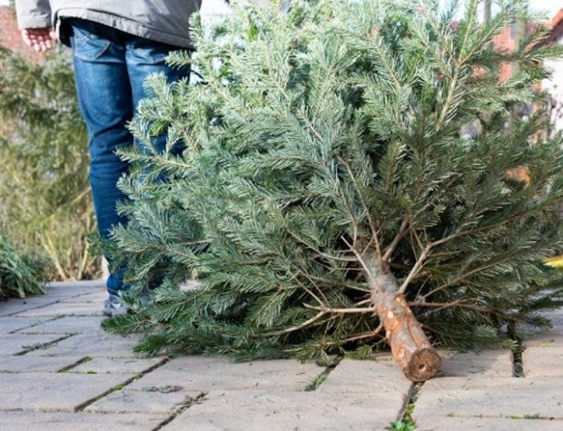 5 ways to recycle your Christmas tree